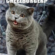 Illustration for article titled We who spoke LOLcat now speak Doge